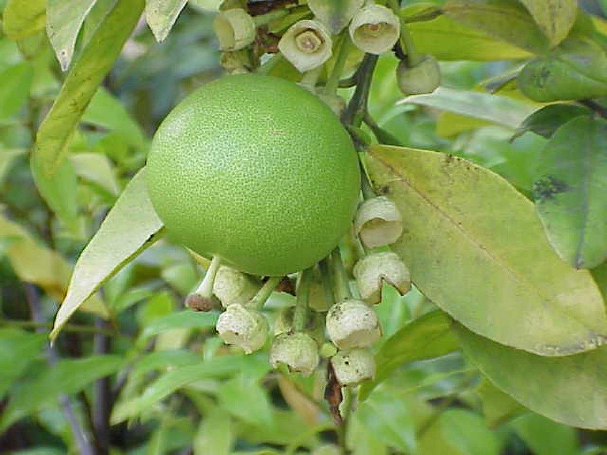 Citrus maxima