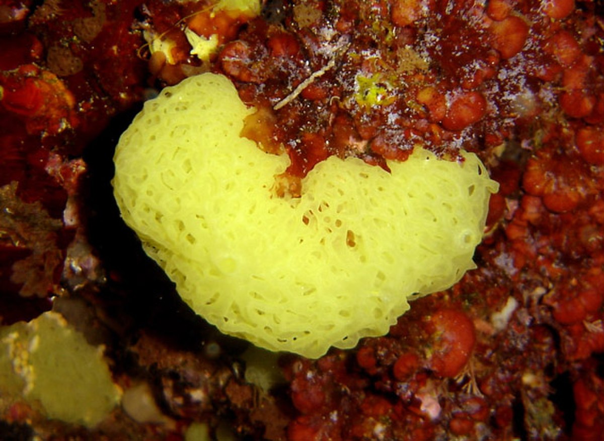 Porifera (classification phylogénétique)