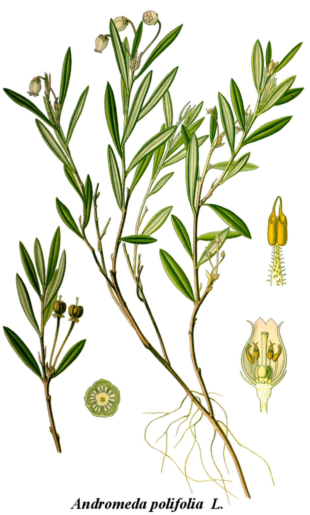 Ericaceae