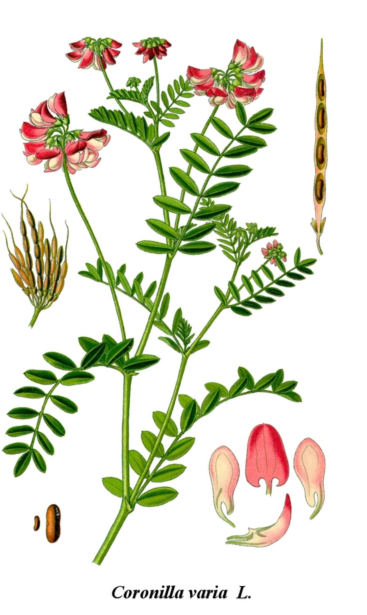Coronille bigarrée