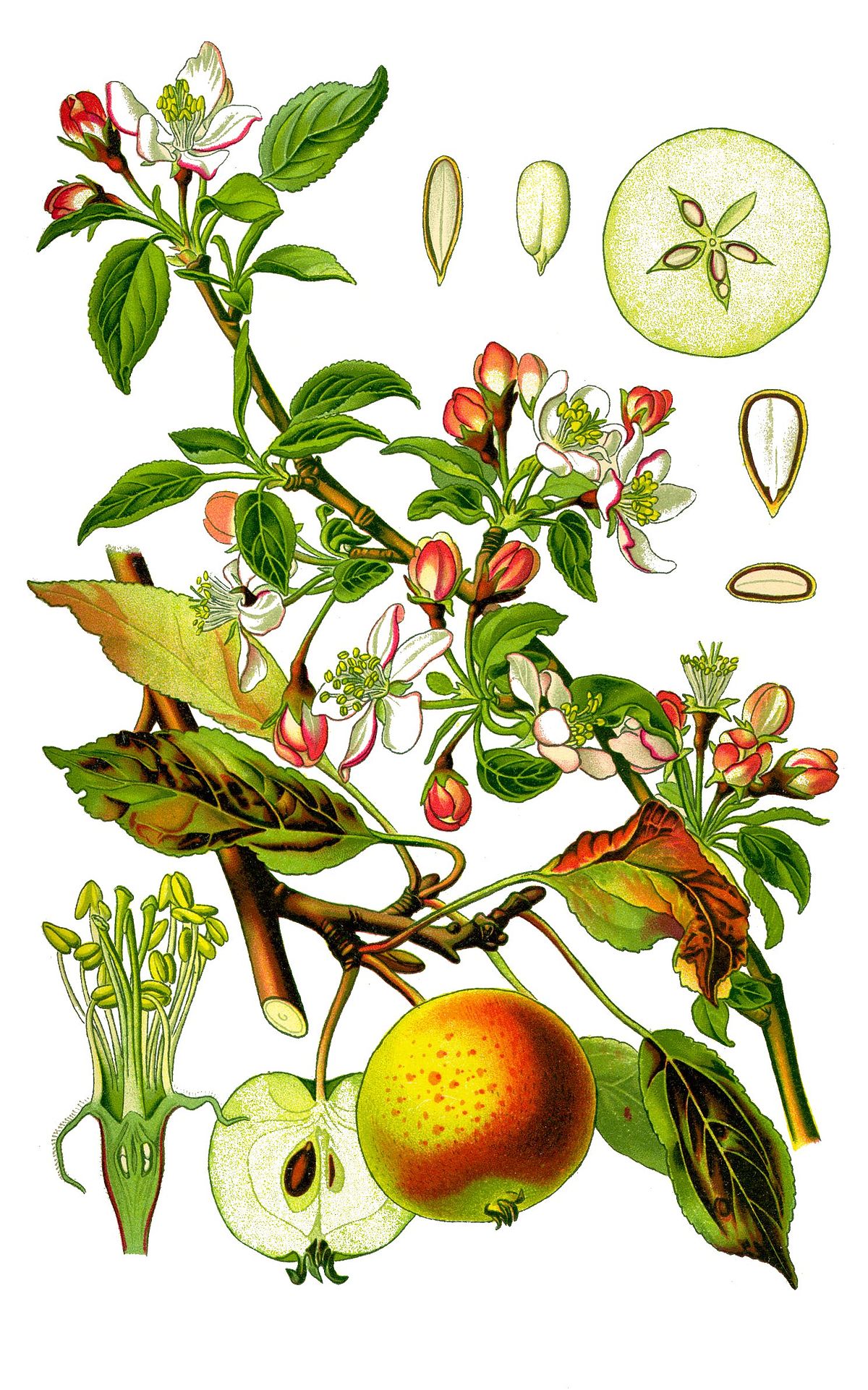 Malus pumila