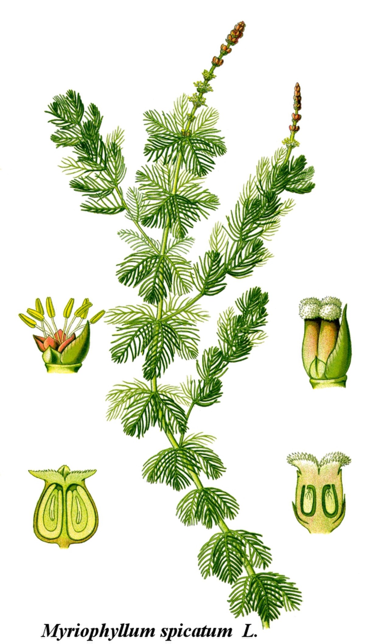 Haloragaceae