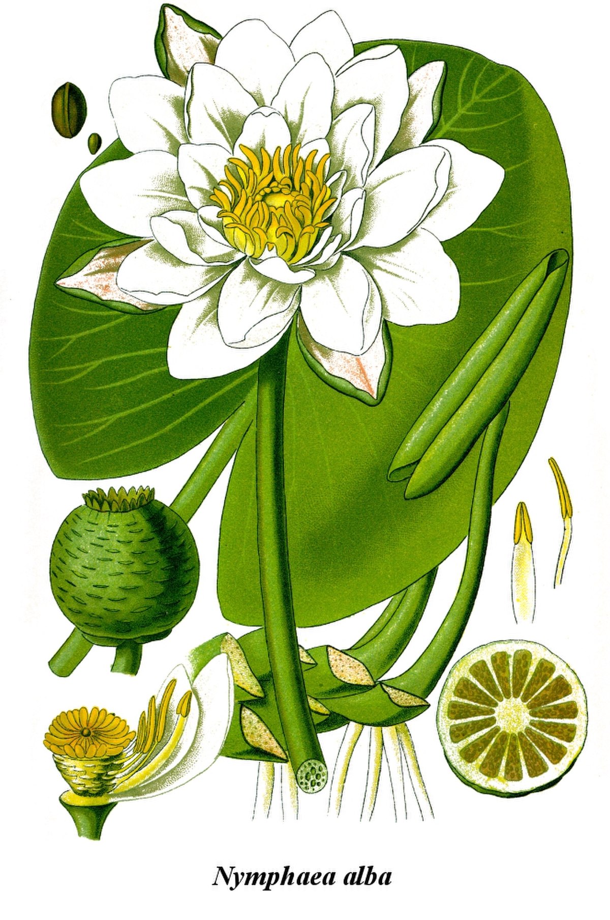 Nénuphar blanc