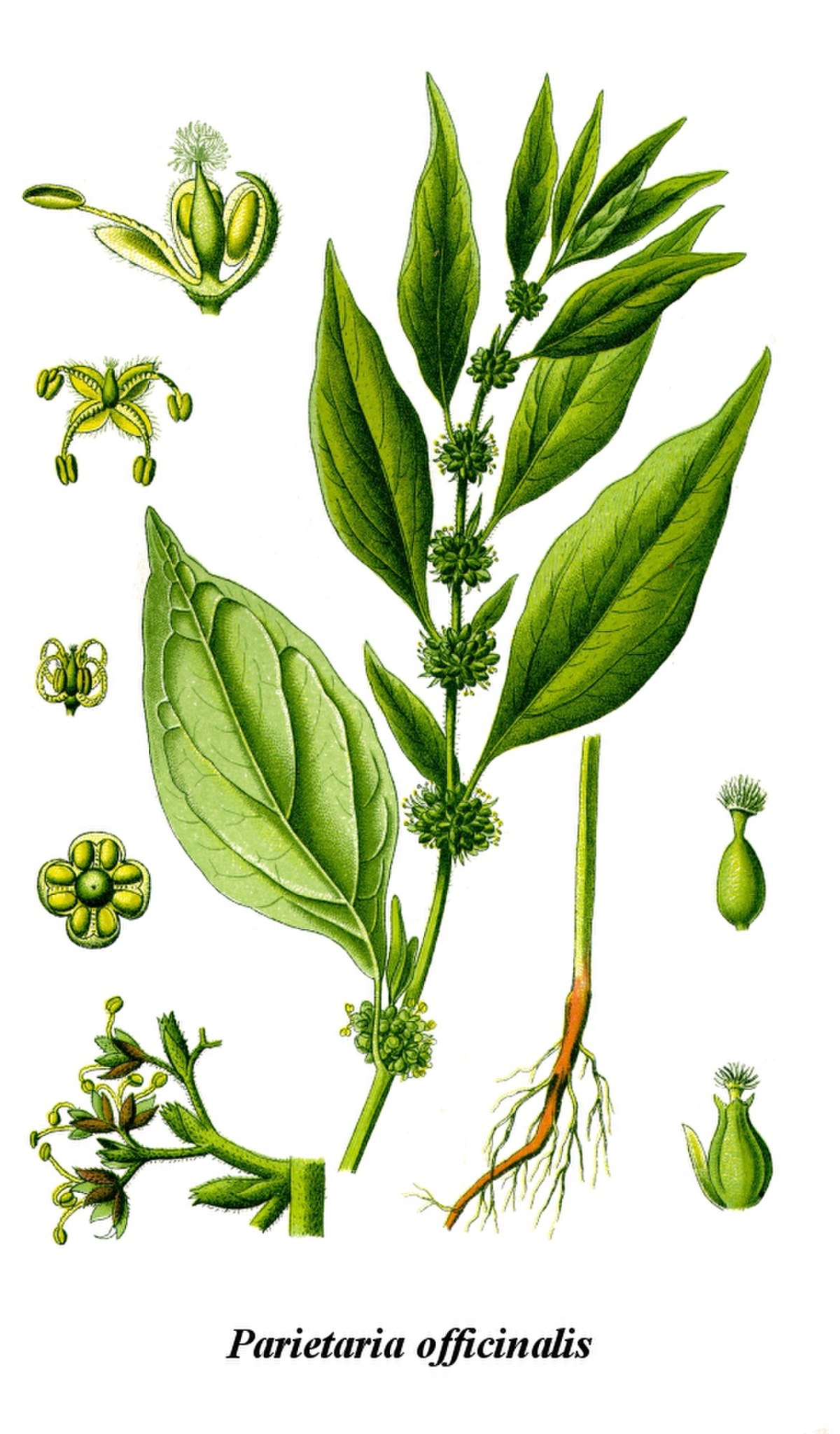 Pariétaire officinale
