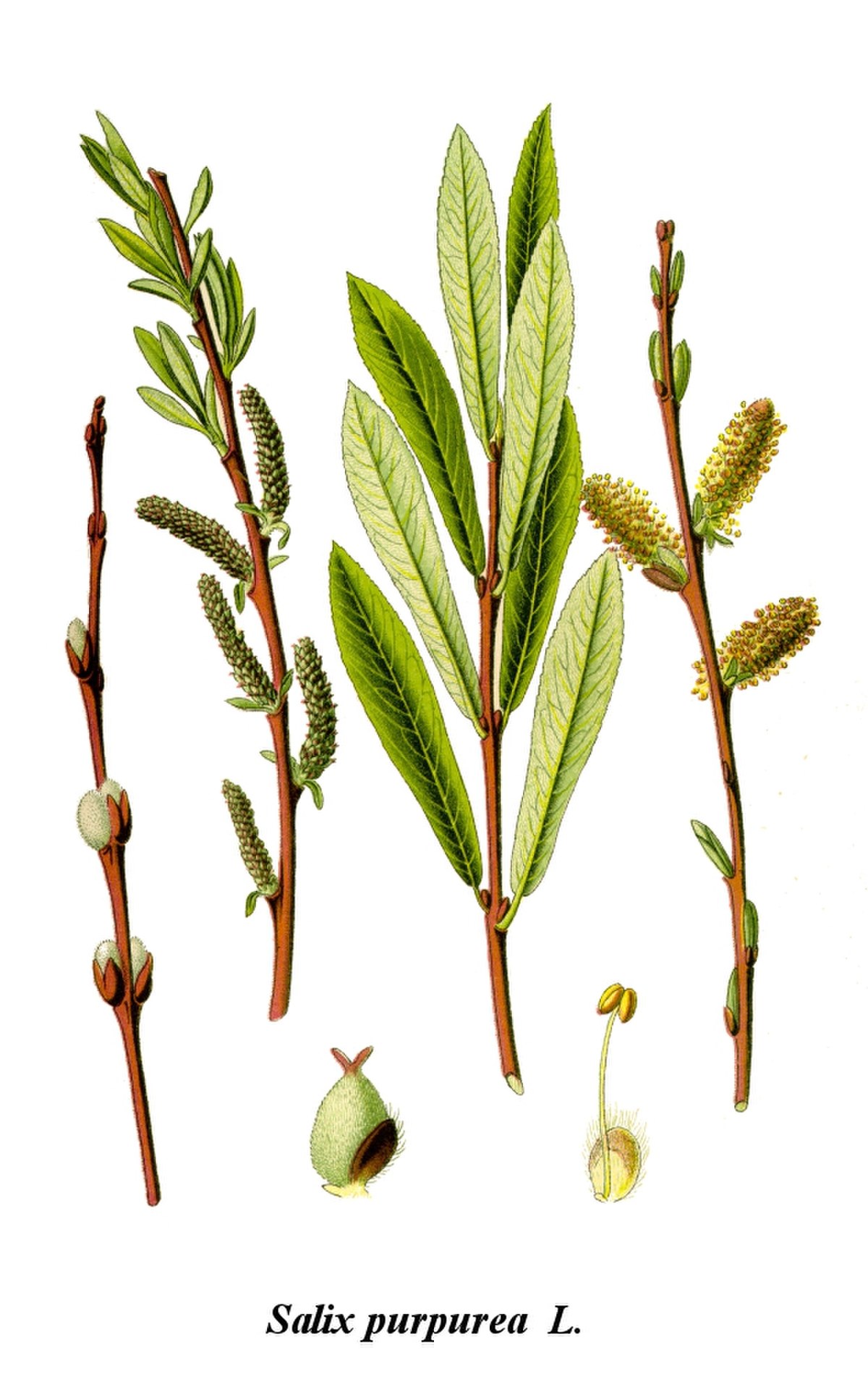 Osier pourpre
