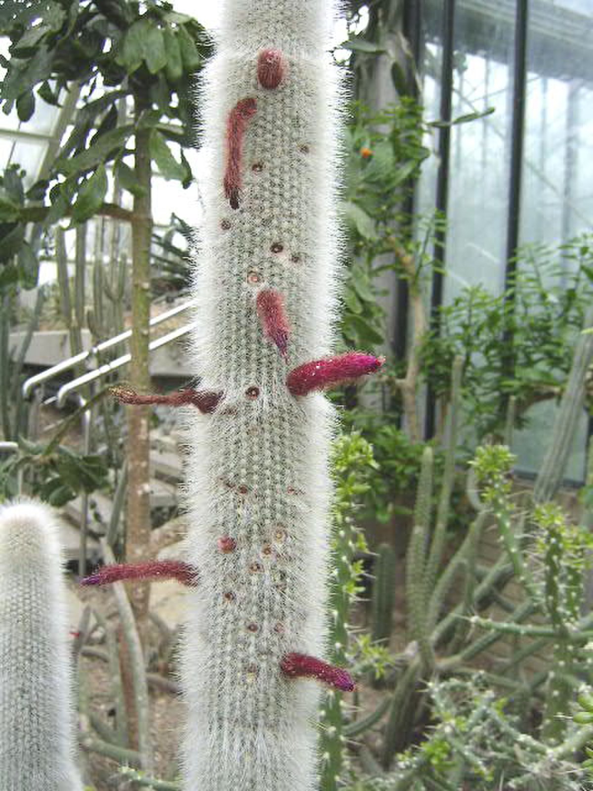 Cleistocactus