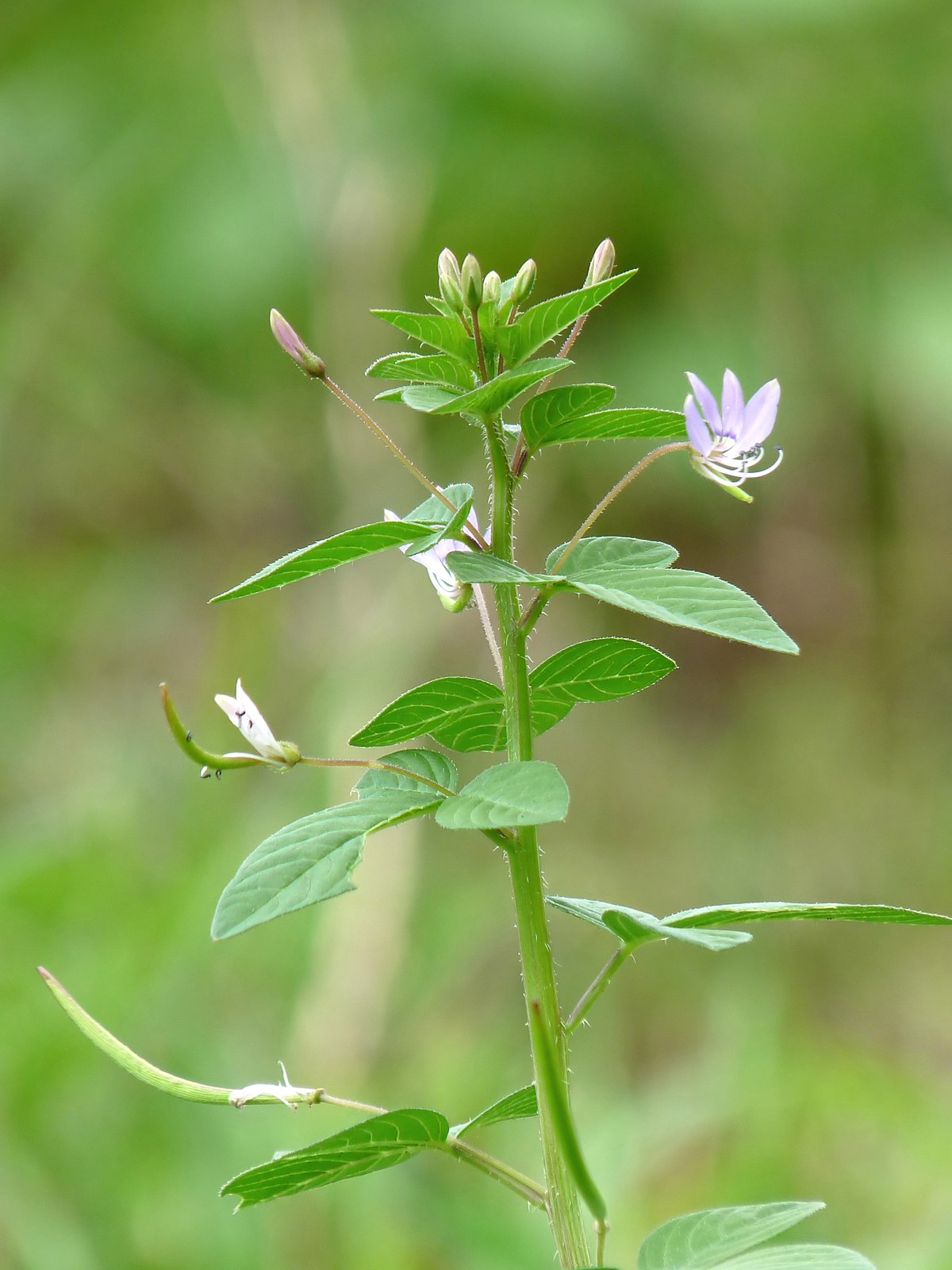 Cleome rutidosperma