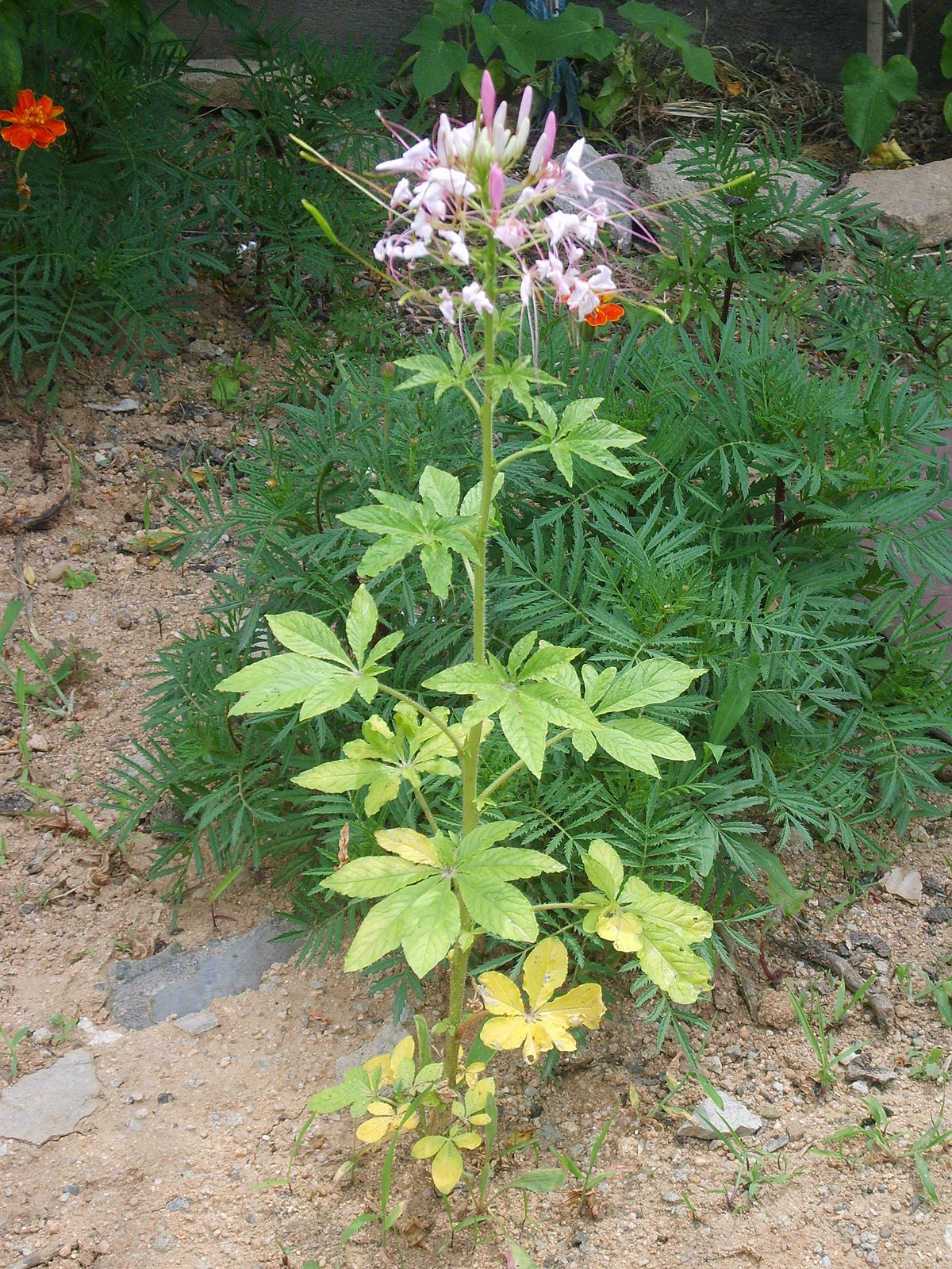Cleome