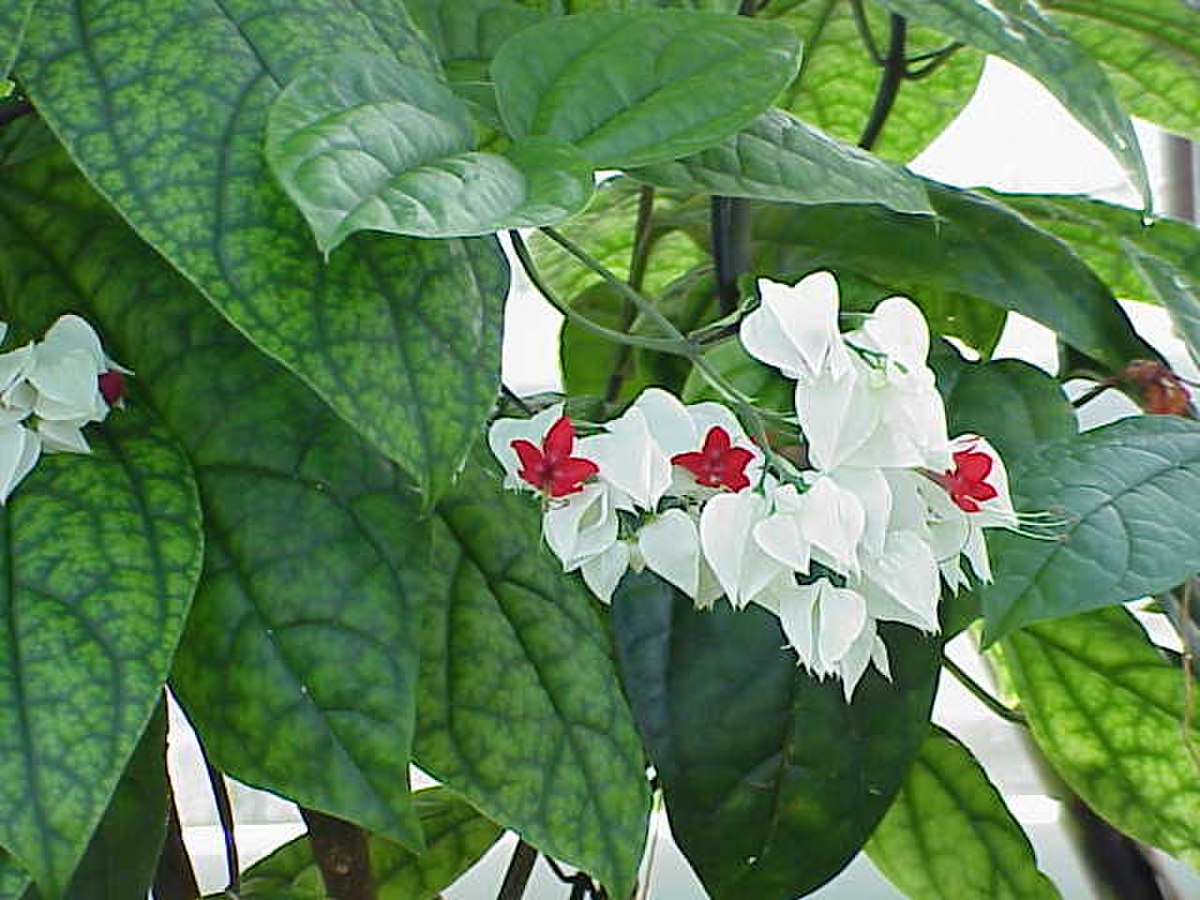 Clérodendron