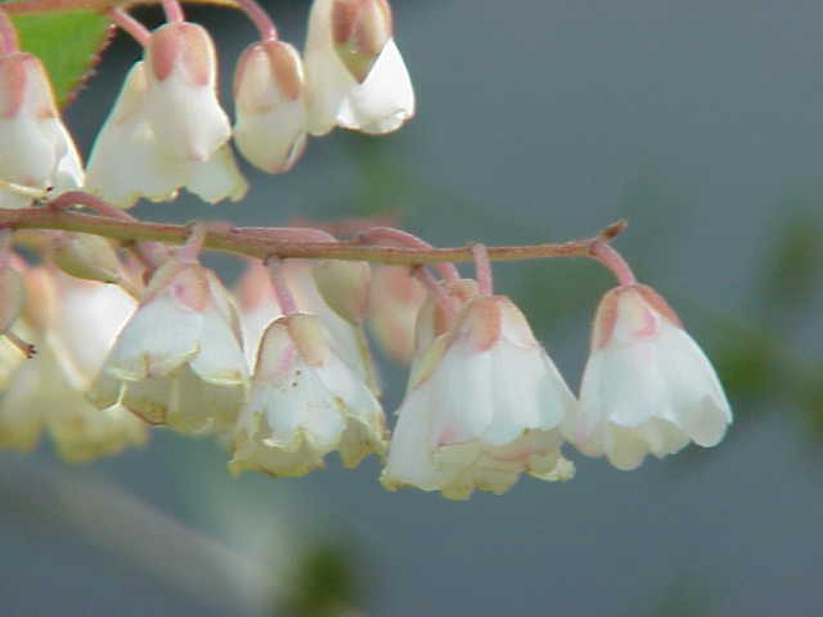Clethraceae