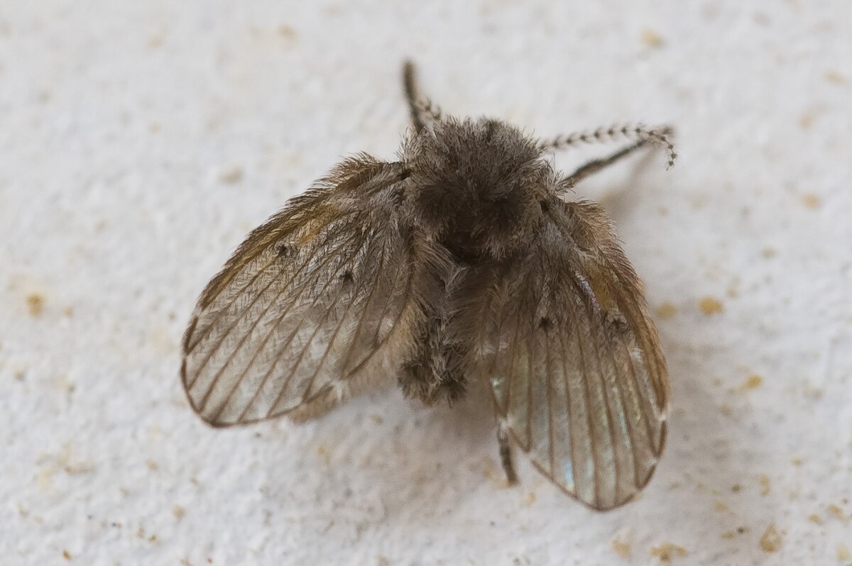 Psychodidae