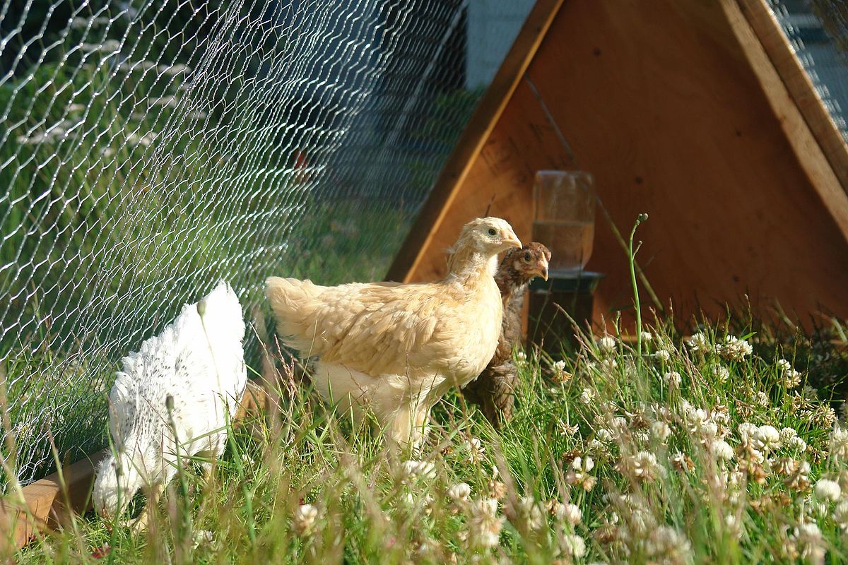 Poulet