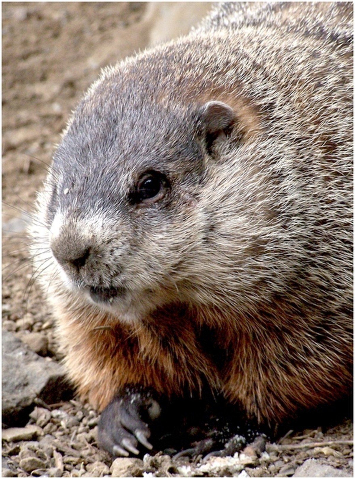 Marmota monax