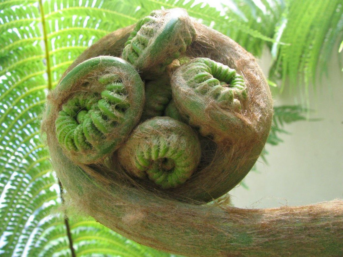 Filicophyta