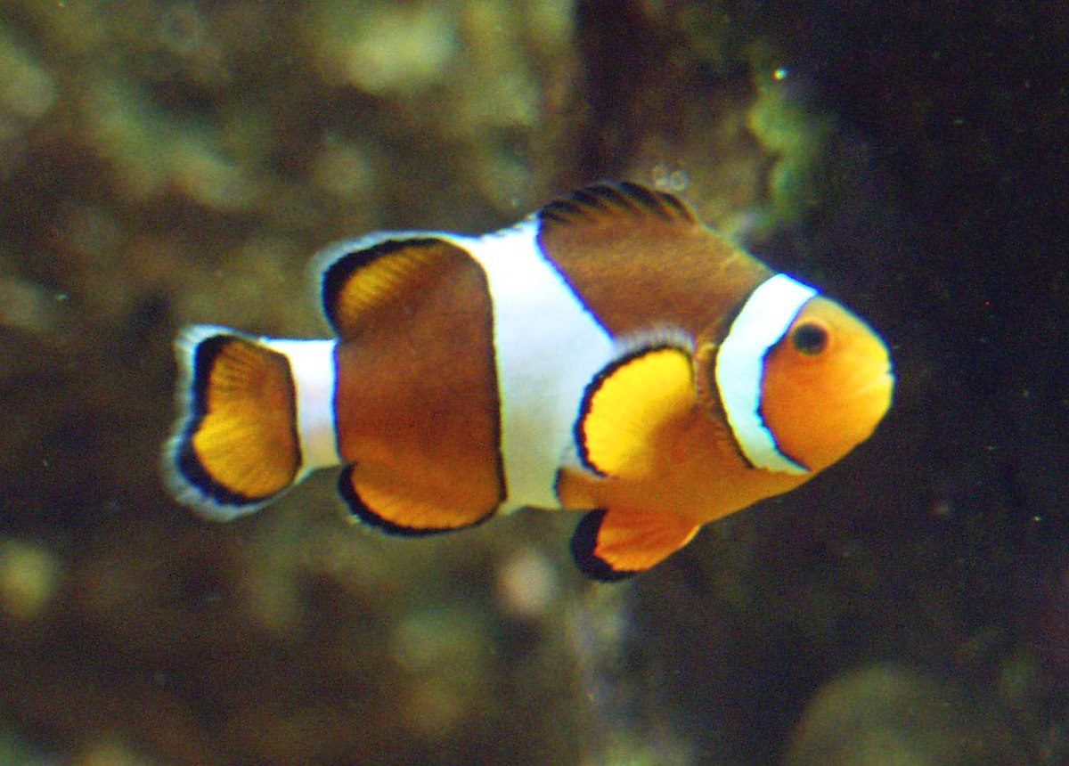 Pomacentridae
