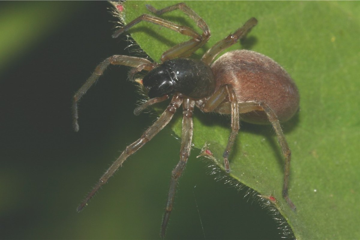 Clubionidae