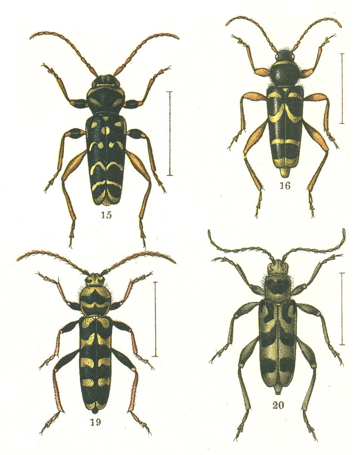 Clytini