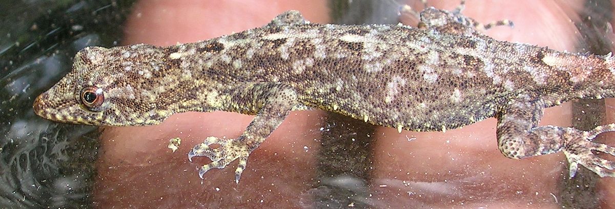 Cnemaspis