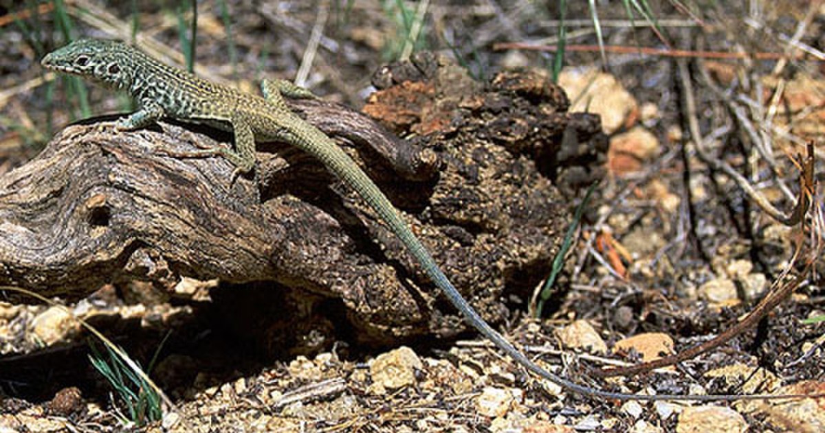Cnemidophorus