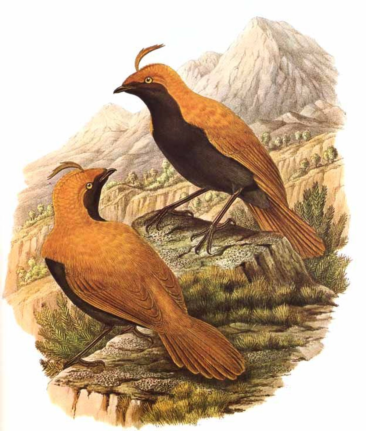 Cnémophile huppé