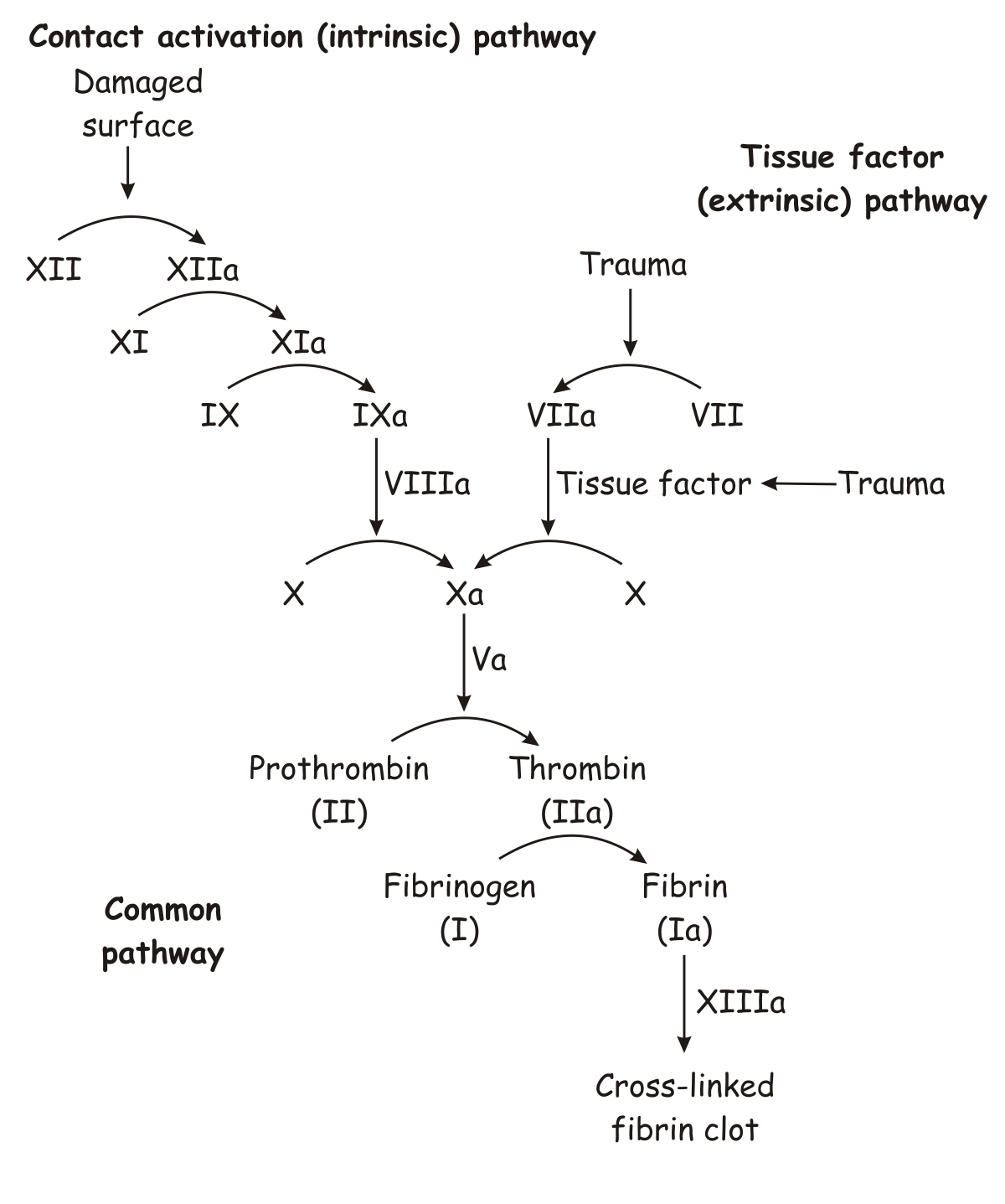 Coagulation sanguine