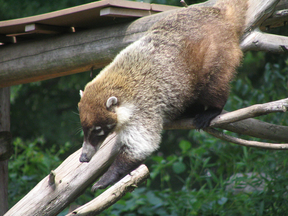 un coati à nez blanc descend, tête vers le bas, le long d'un tronc d'arbre en oblique.