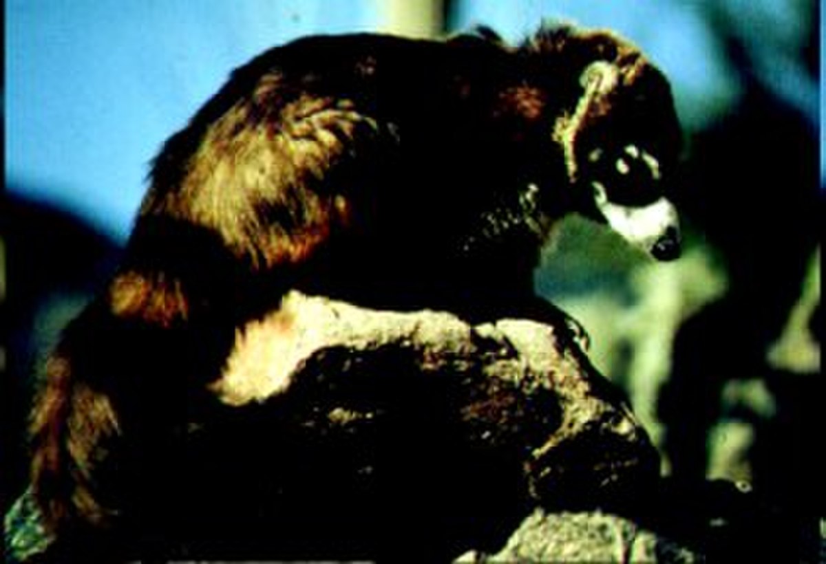 CoatiNasuanarica.jpg