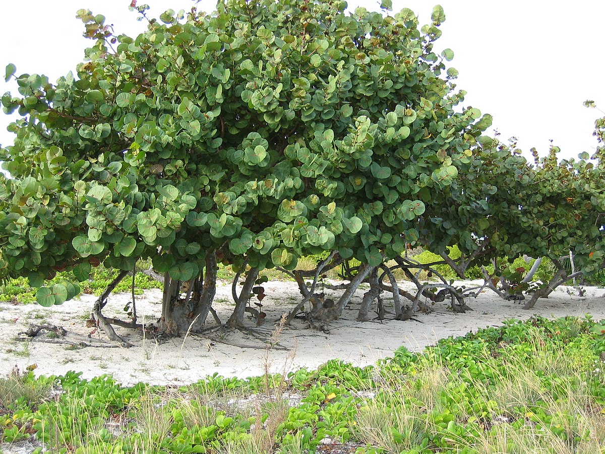 Coccoloba uvifera