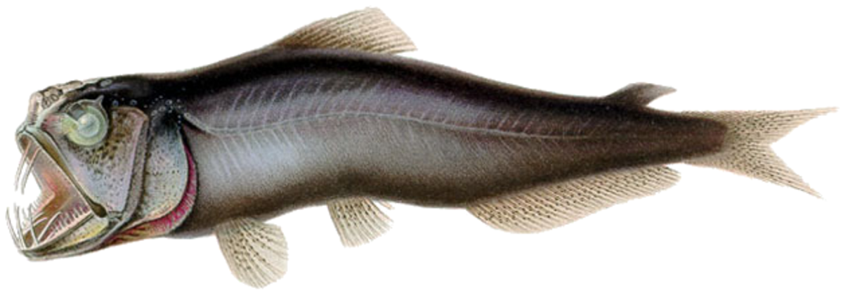 Evermannellidae