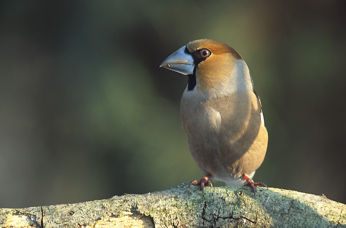 Coccothraustes coccothraustes 2 (Marek Szczepanek).jpg