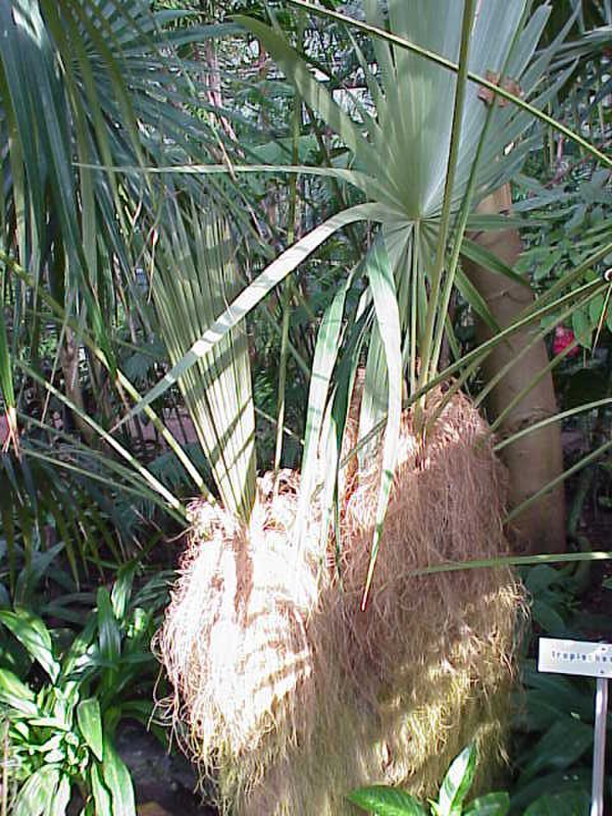 Coccothrinax