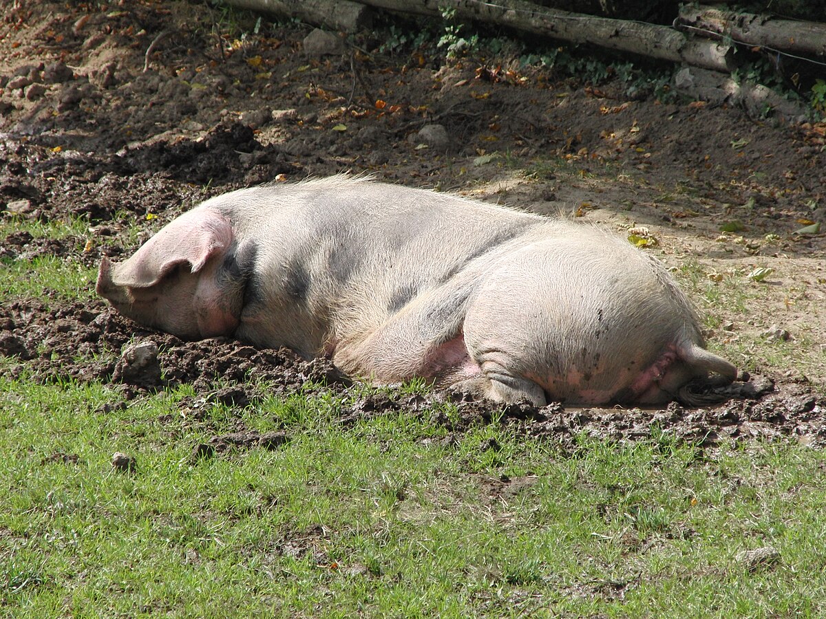 Porc de Bayeux