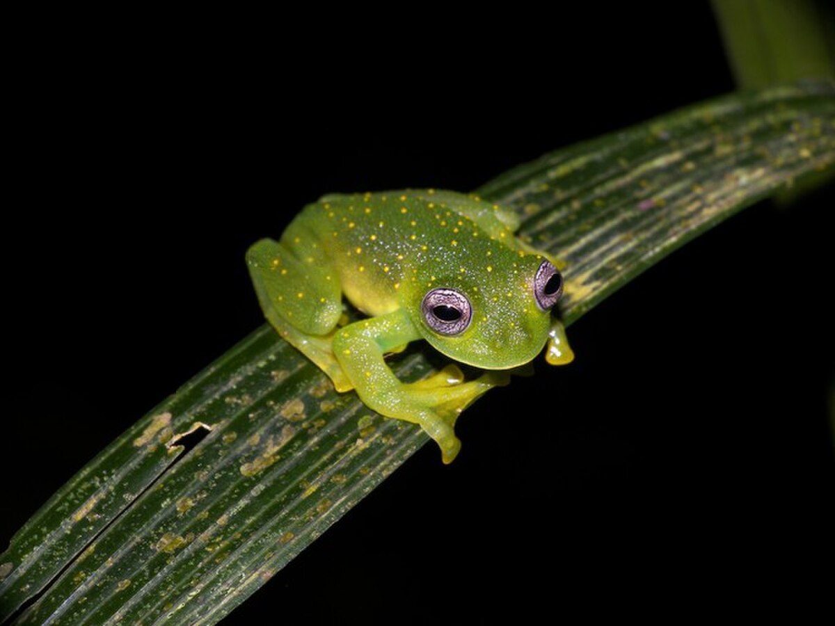 Sachatamia punctulata