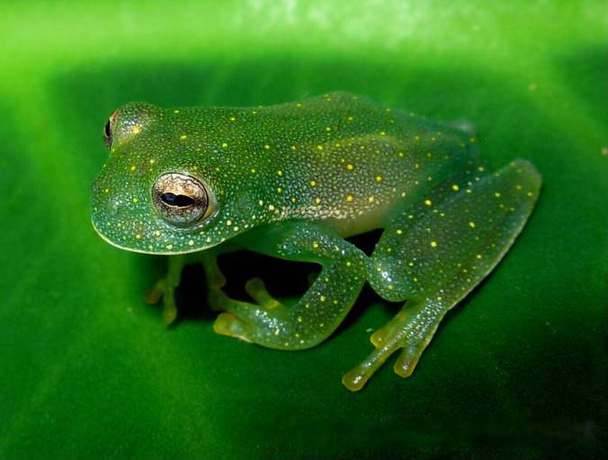 Cochranella