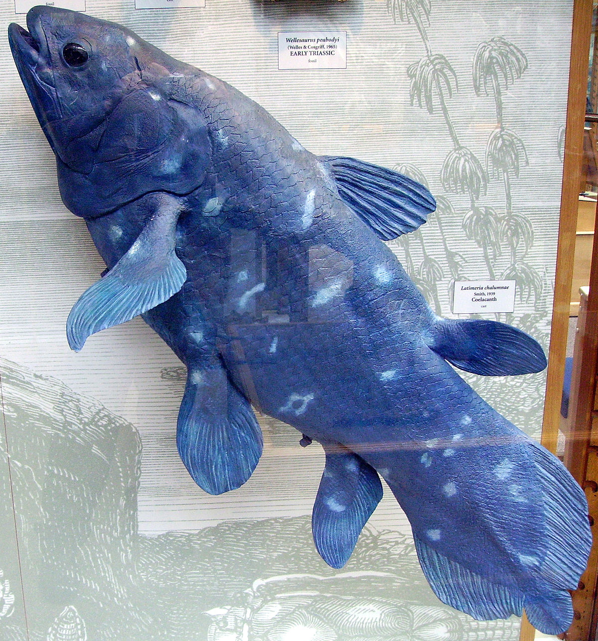 Latimeria chalumnae