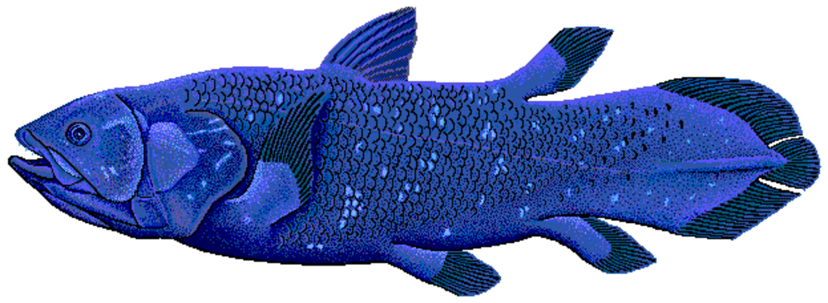 Latimeria