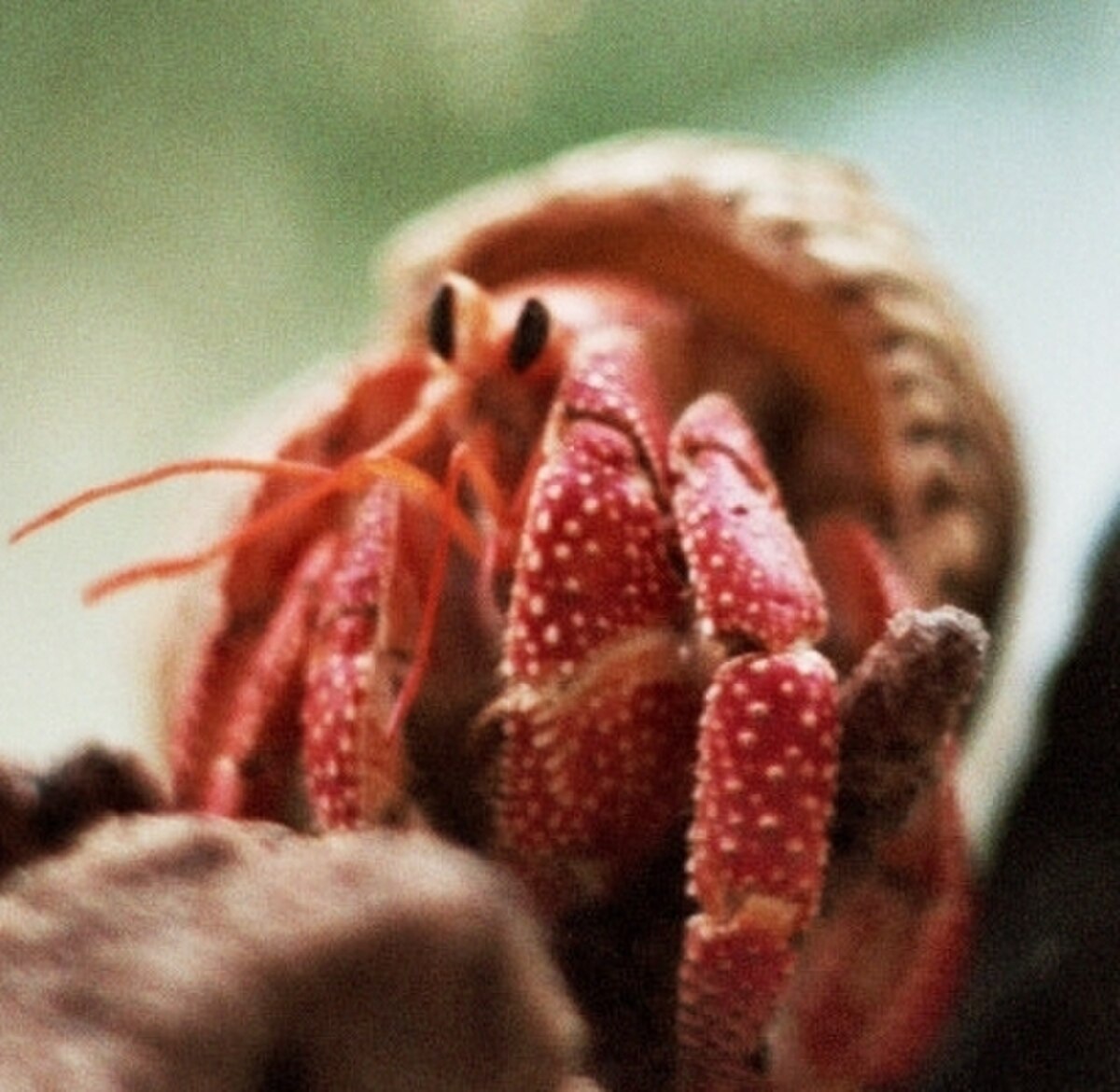 Coenobita