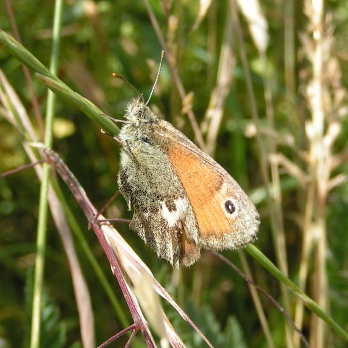 Coenonympha