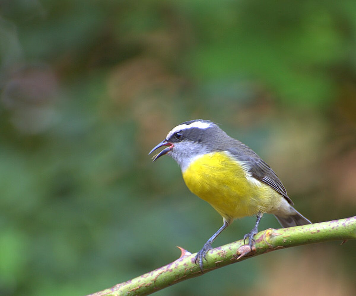 Sucrier (oiseau)
