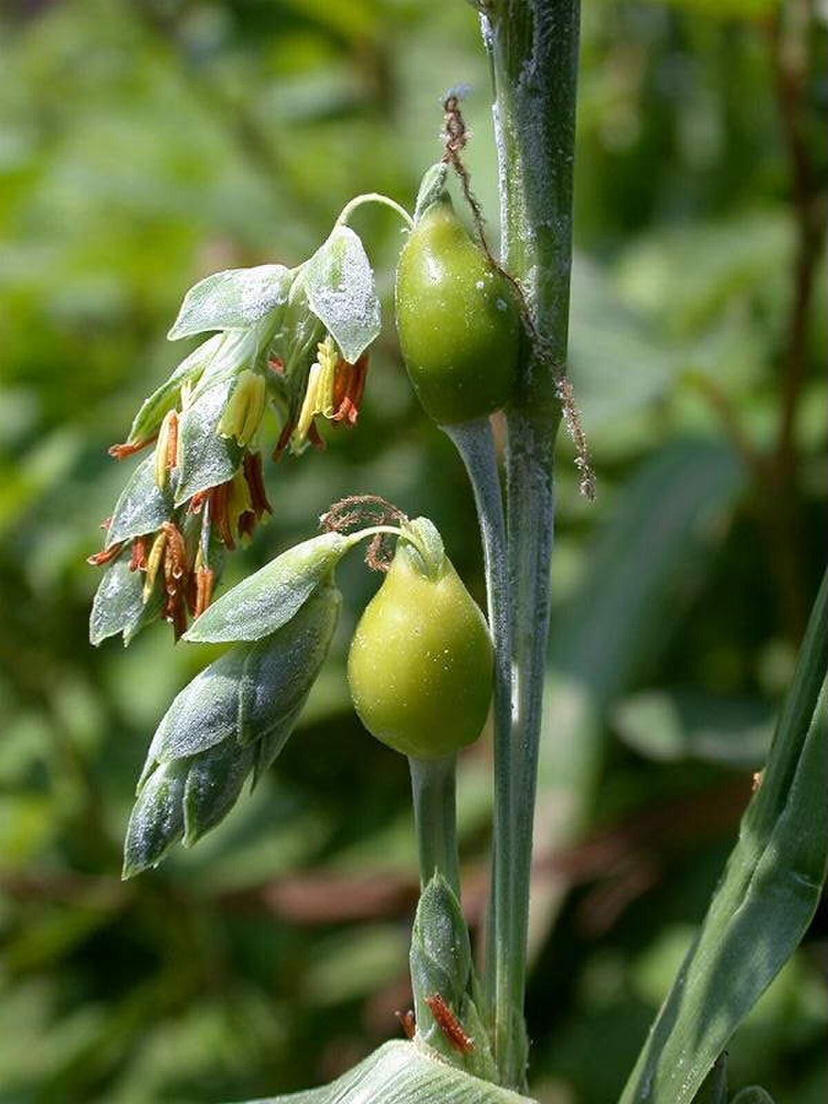 Inflorescence