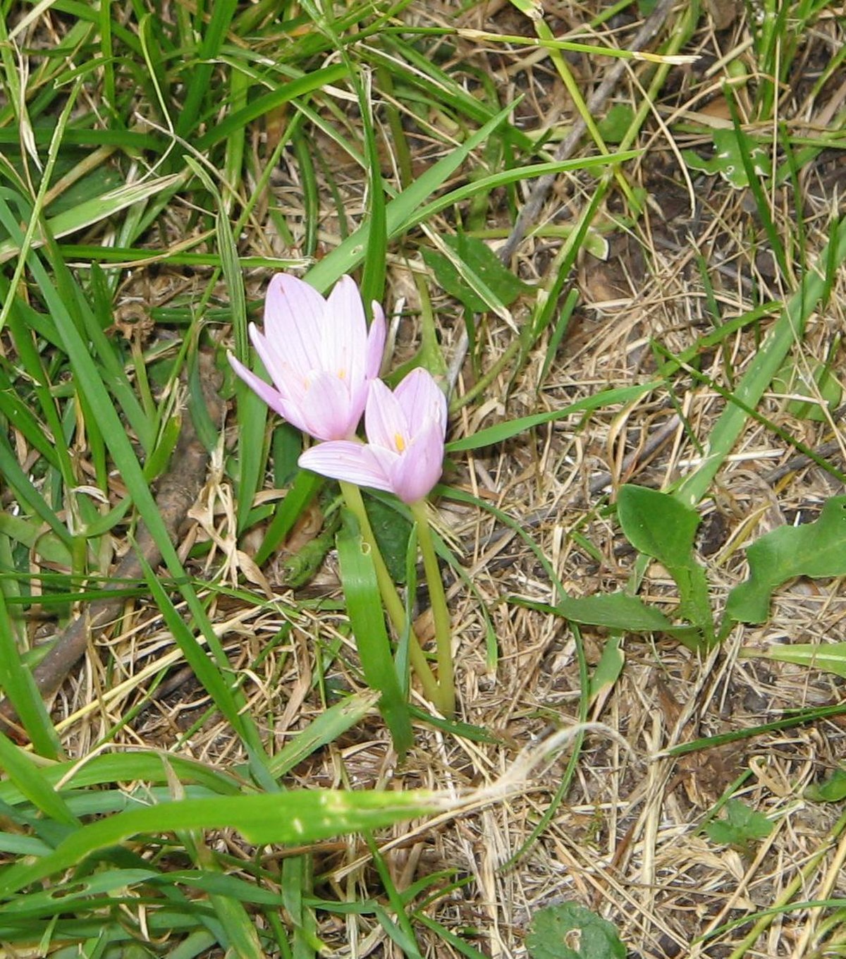 Colchique des Alpes