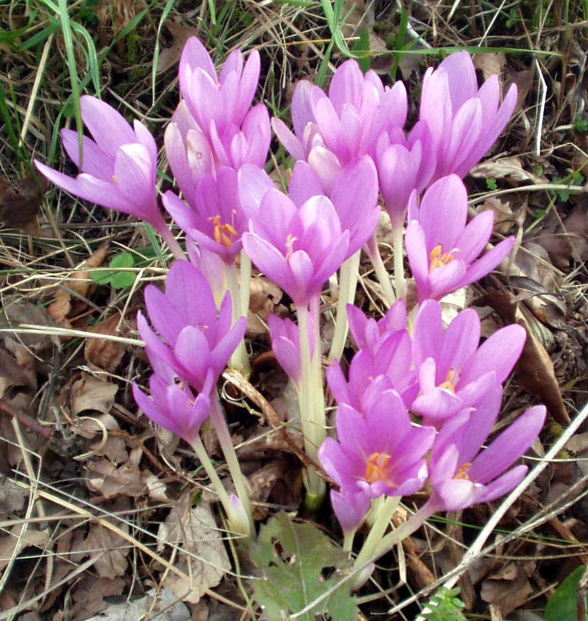 Botanique et zoologie dans la Commune d'Olne