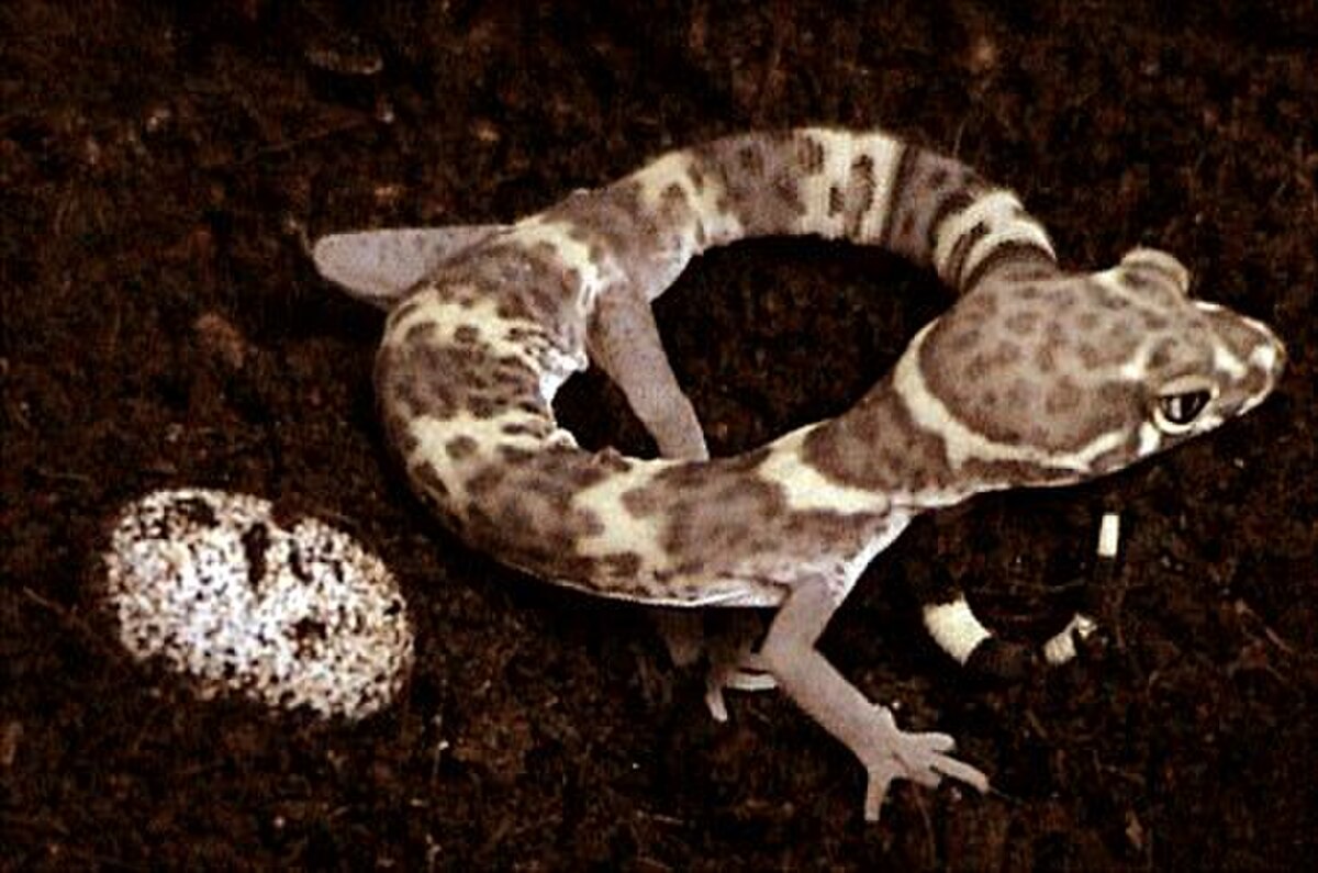 Coleonyx brevis