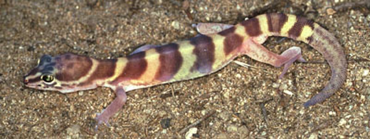 Coleonyx variegatus