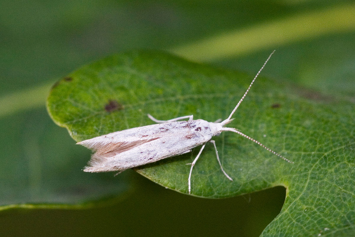 Coleophoridae