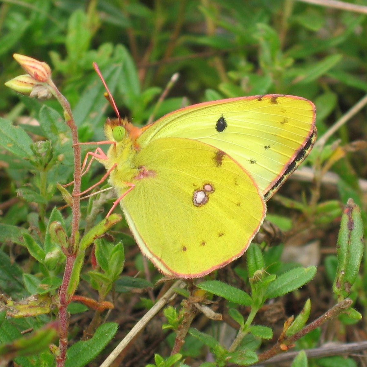 Fluoré (Colias alfacariensis)