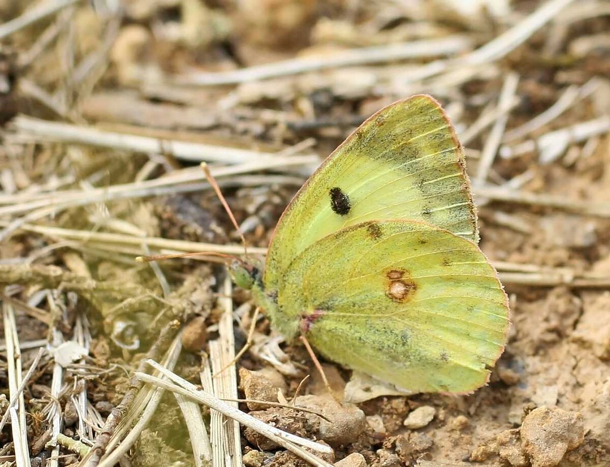 Fluoré (papillon)