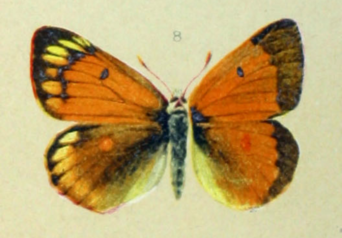 Ambré (papillon)