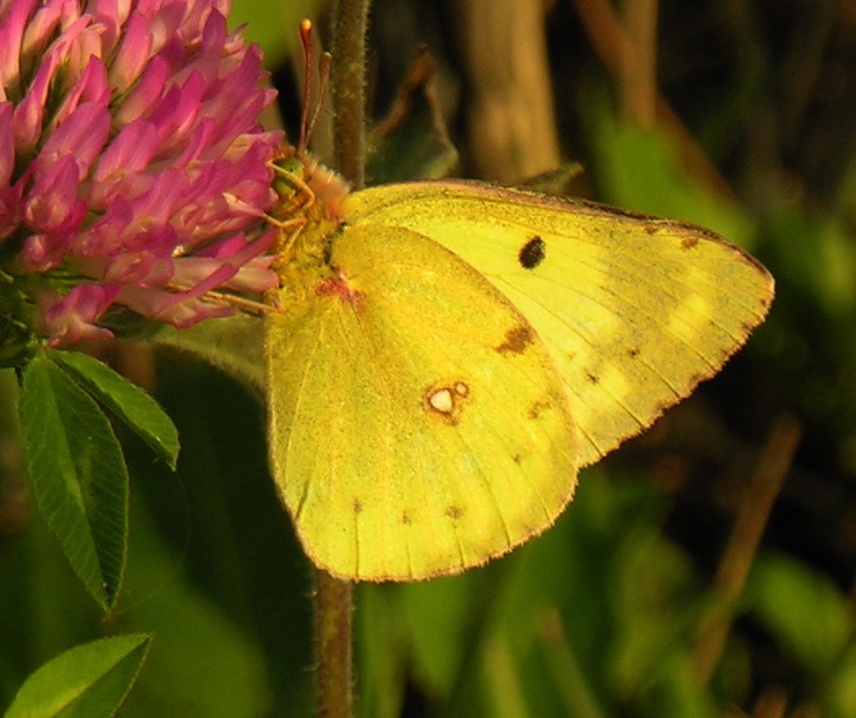 Colias hyale
