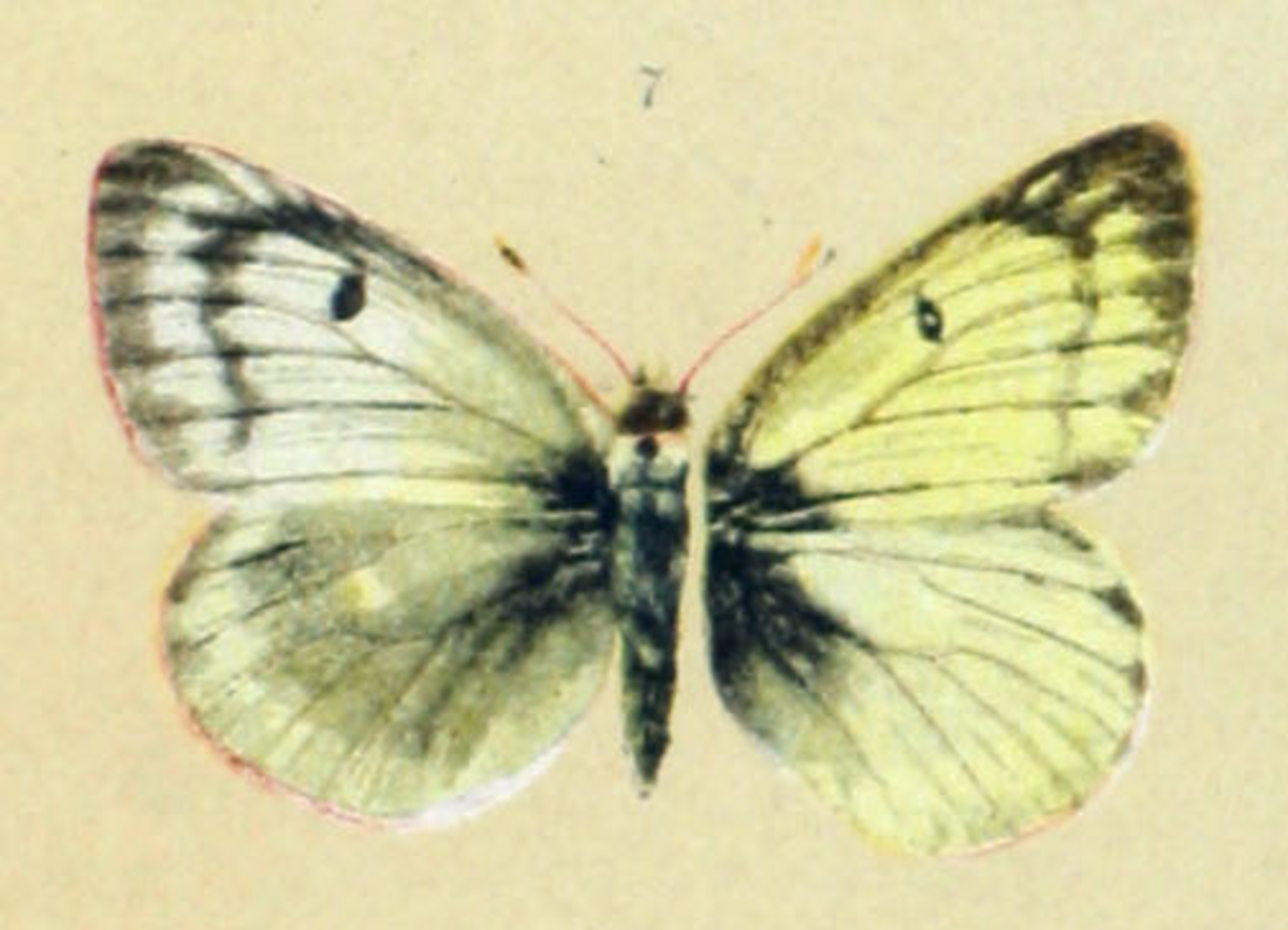 Virescent